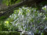 fruehling41 heidelbeereis